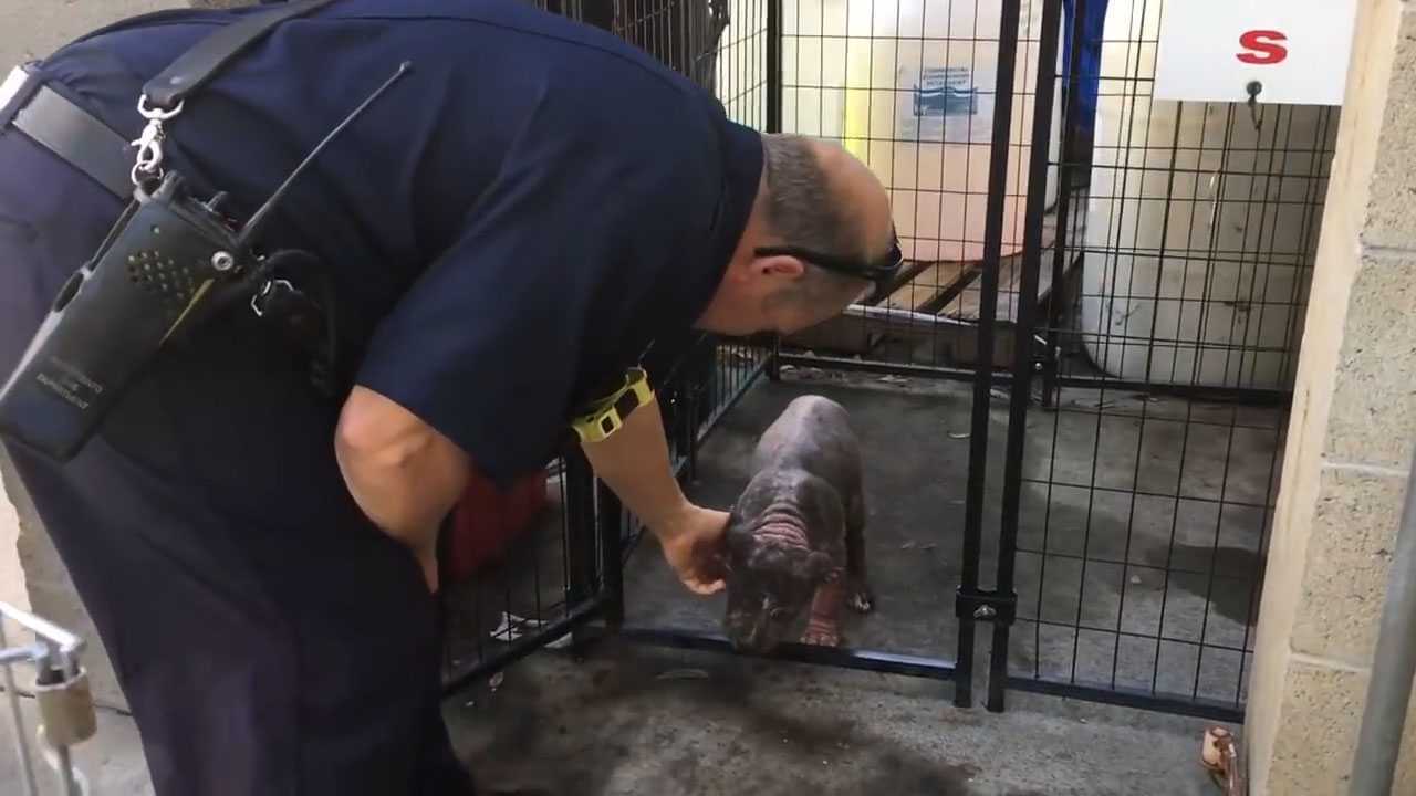 Un petit chiot Pitbull déprimé au refuge trouve le bonheur après avoir été adopté par le pompier qui l’a sauvée