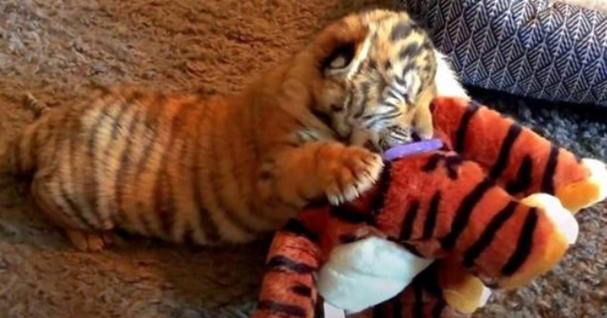 Un petit tigre maltraité au seuil de la mort s’accroche à son jouet en peluche pour plus de confort