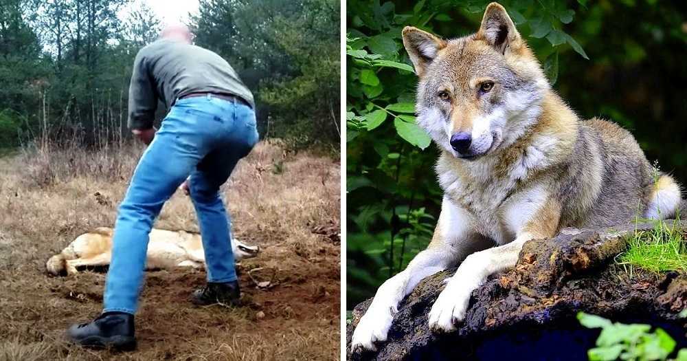 Un homme sauve un loup mourant et ses petits, des années plus tard, le loup lui rend la pareille
