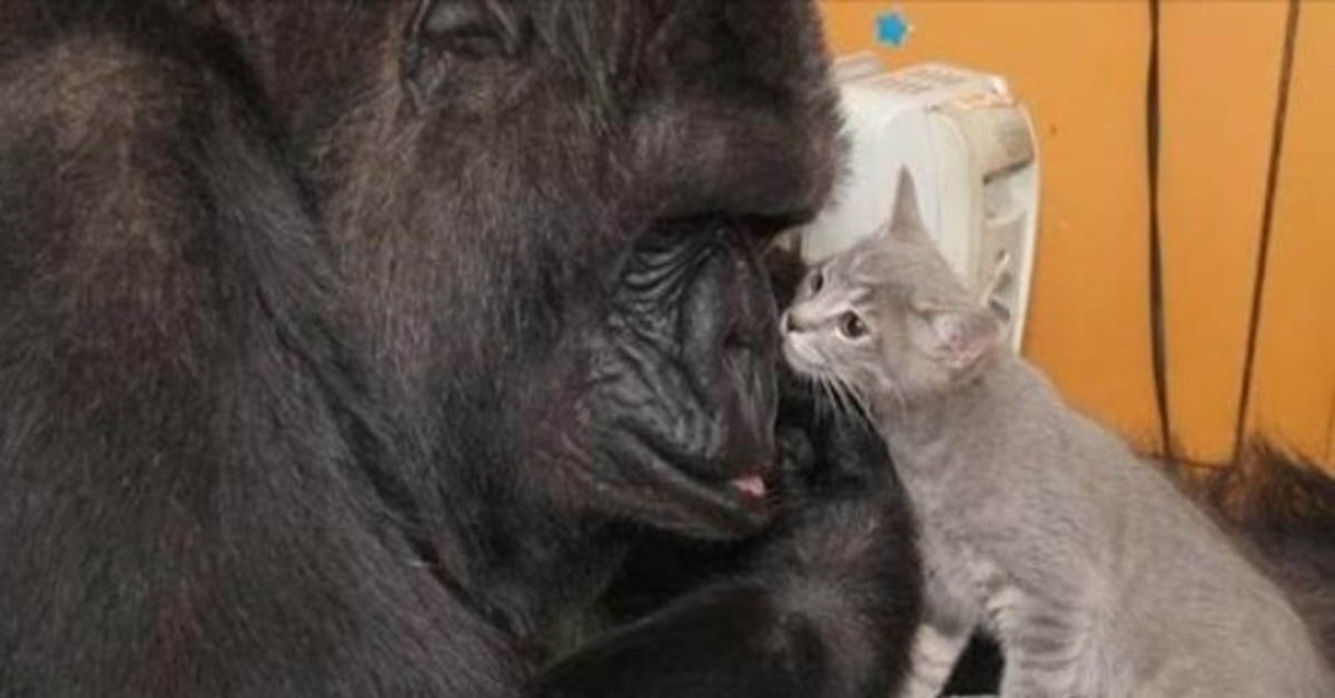 Koko le gorille, qui maîtrisait la langue des signes et aimait les chatons, est décédé