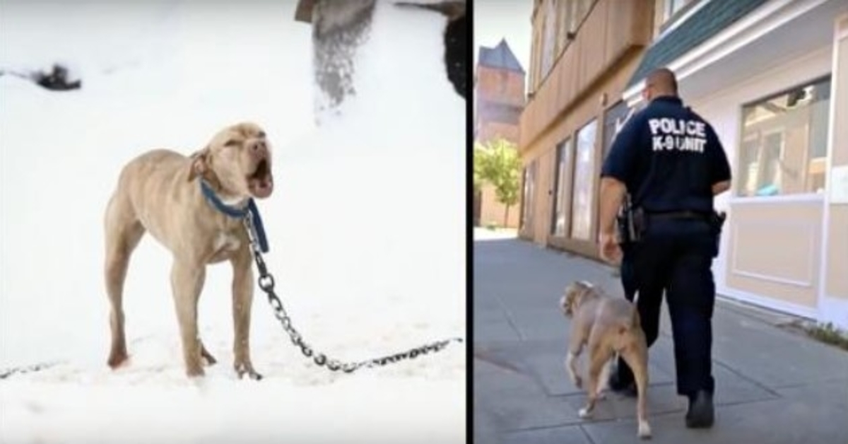 Un pitbull enchaîné dans la neige a crié à l’aide et un policier lui a donné la chance de sa vie