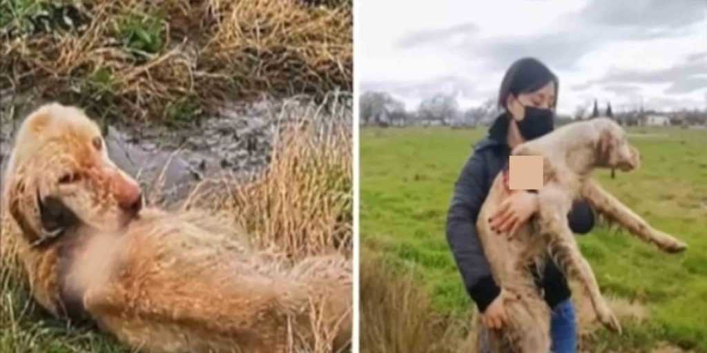 Les sauveteurs trouvent un chien de chasse abandonné en train de pourrir vivant dans un champ et deviennent déterminés à le sauver