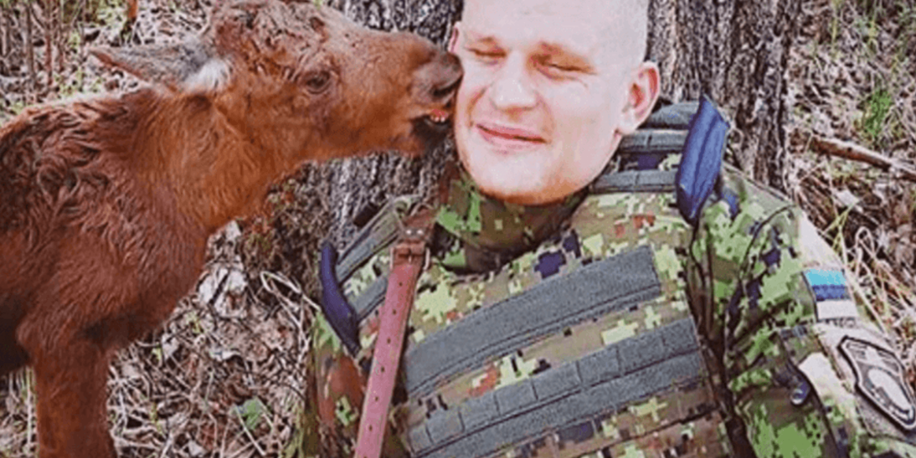 Un bébé orignal perdu trouve un soldat dans la forêt et lui demande de l’aide