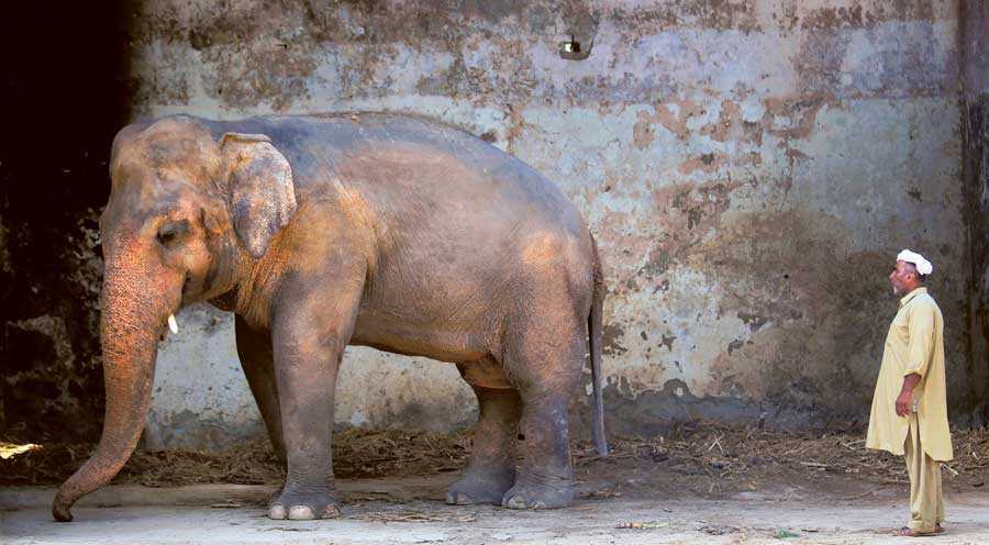 Pourquoi la chanteuse américaine Cher a libéré l’éléphant Kavaan du zoo du Pakistan