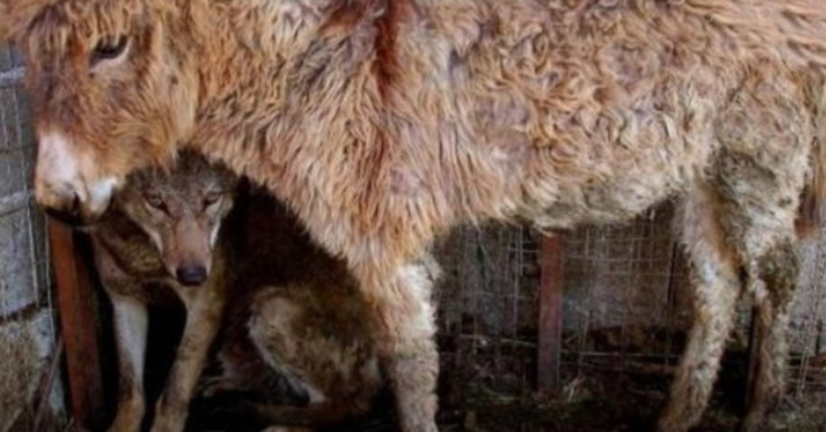 Un âne a été mis dans une cage au loup capturé qui l’a aidé à manger