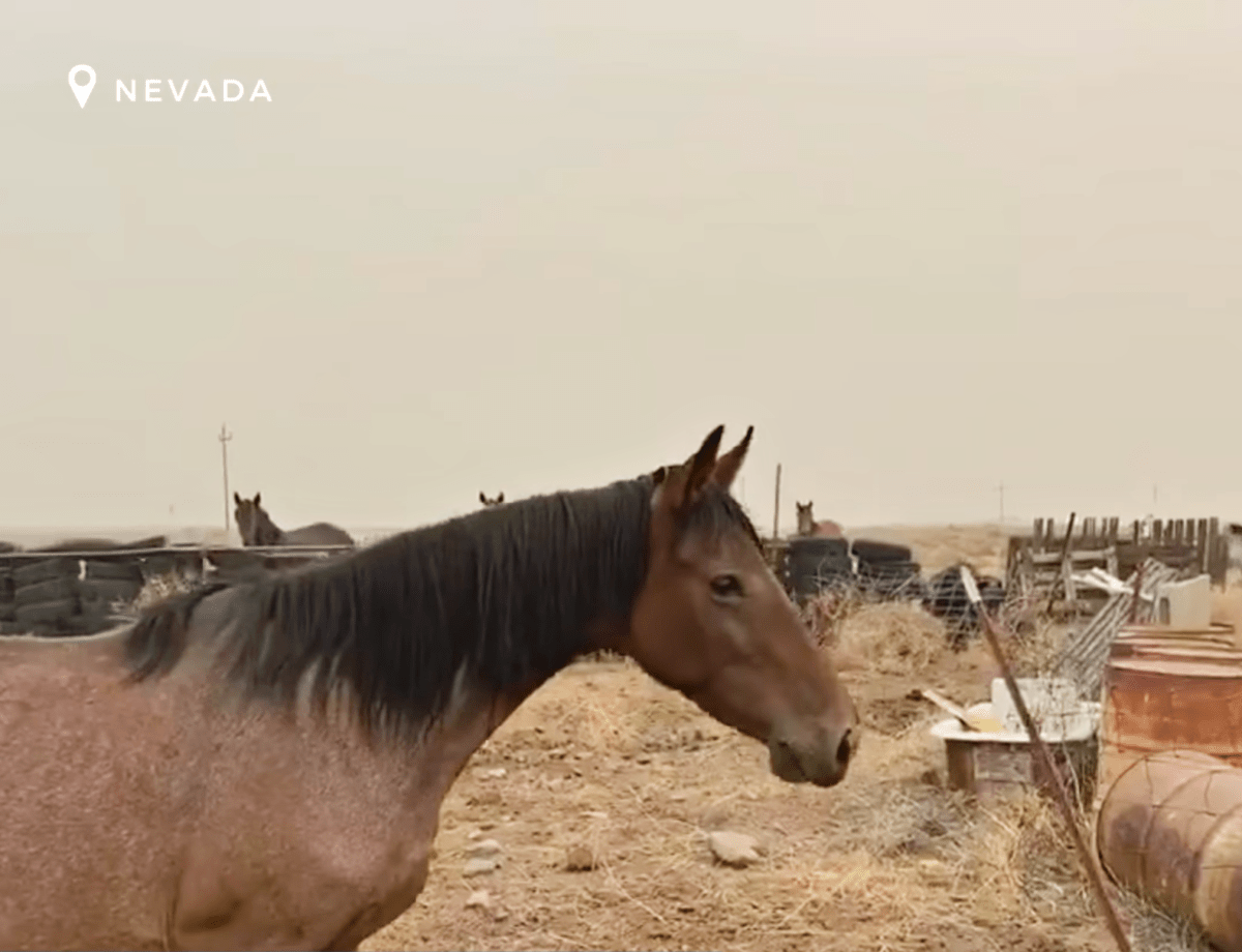 Un cheval sauvage craintif risque sa liberté de ramener le bébé qu’elle a perdu