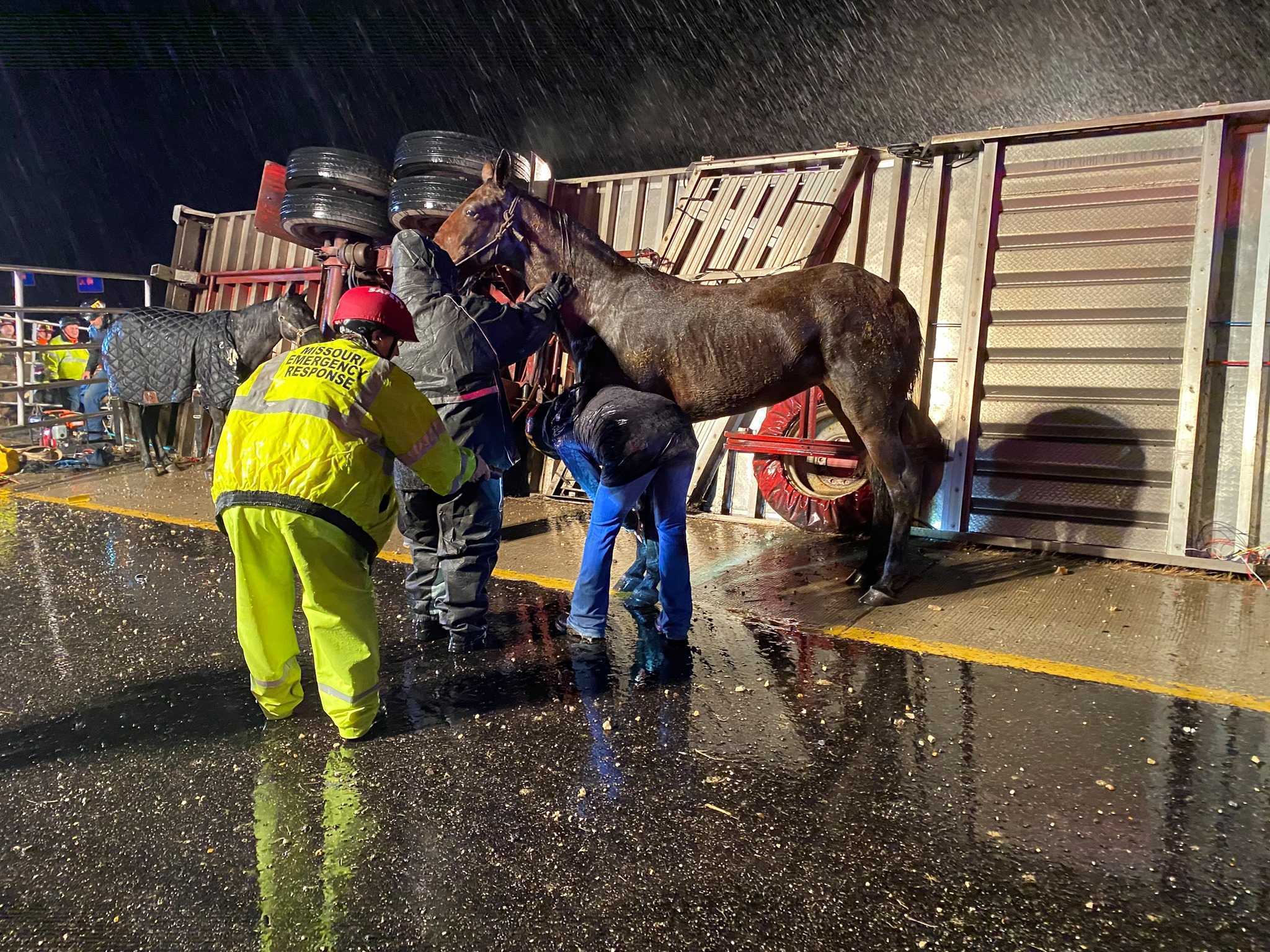 Un cheval donne naissance à un poulain en bonne santé “miracle” après avoir survécu à une terrible collision sur sa route vers l’abattoir