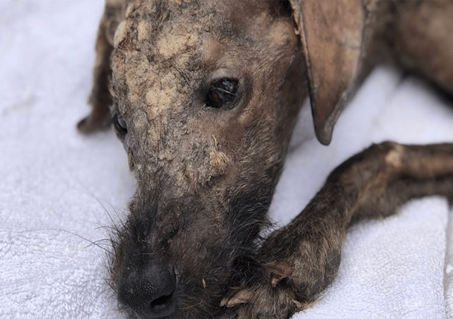 Un sauveteur qui donne de l’amour à un chien de rue mourant fait briller à nouveau ses yeux