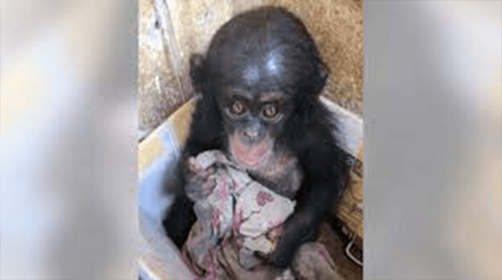 Un bébé chimpanzé a été gardé dans une boîte pendant des mois où il s’accrochait à un vieux tissu pour se réconforter