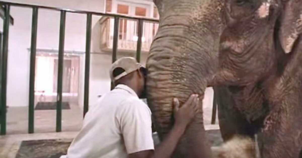 Un gardien de zoo libère un éléphant après 22 ans de captivité